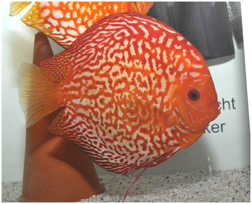 Stendker : Discus Pigeon Blood Red